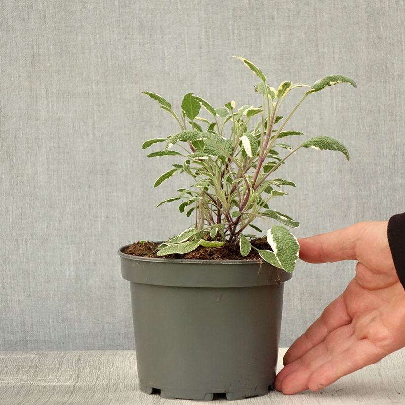 Amostra de Sálvia officinalis Tricolor Vaso de 1,5 L/2 L tal como entregue no outono