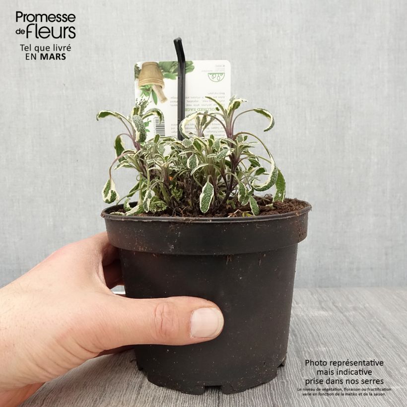 Amostra de Sálvia officinalis Tricolor Vaso de 1,5 L/2 L tal como entregue na primavera