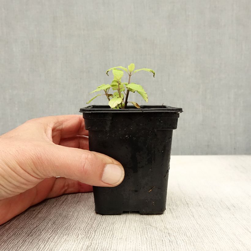 Amostra de Sálvia elegans Golden Delicious Vaso de 7/8 cm tal como entregue no outono