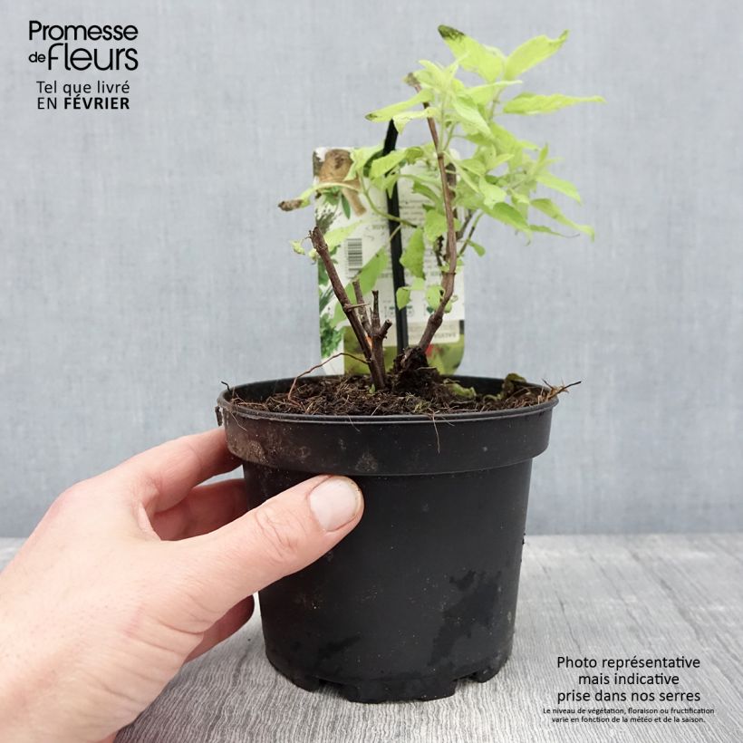 Amostra de Sálvia elegans Golden Delicious Vaso de 1,5 L/2 L tal como entregue no inverno