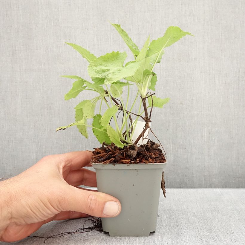 Amostra de Sálvia glutinosa Vaso de 8/9 cm tal como entregue no outono