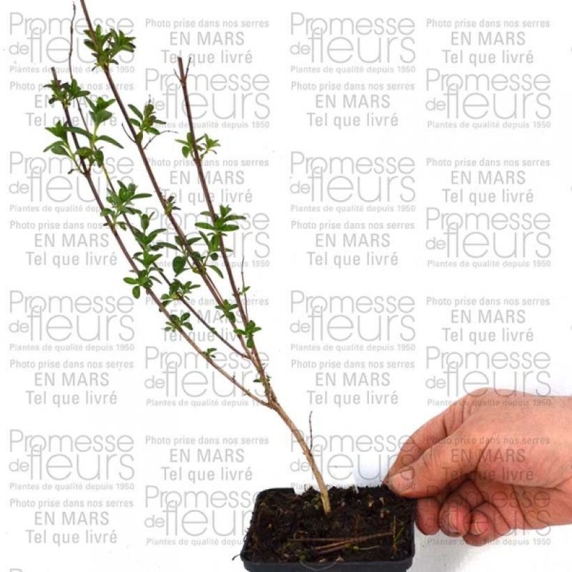 Exemplo de amostra de Sauge - Salvia jamensis Sierra San Antonio Vaso de 8/9 cm tal como entregue