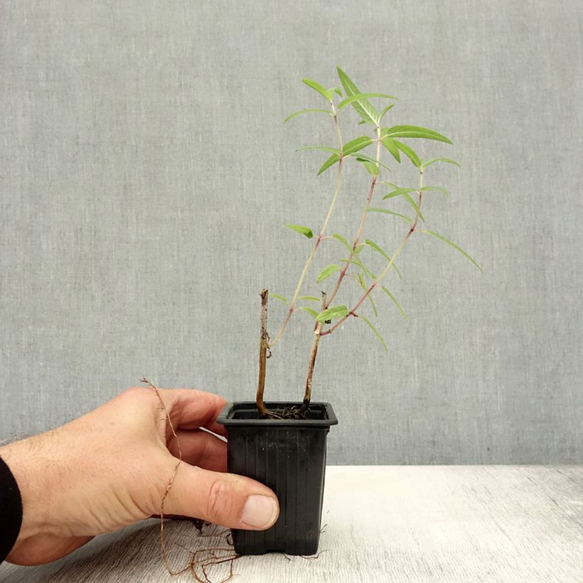 Amostra de Sálvia leucantha Vaso de 7/8 cm tal como entregue no outono