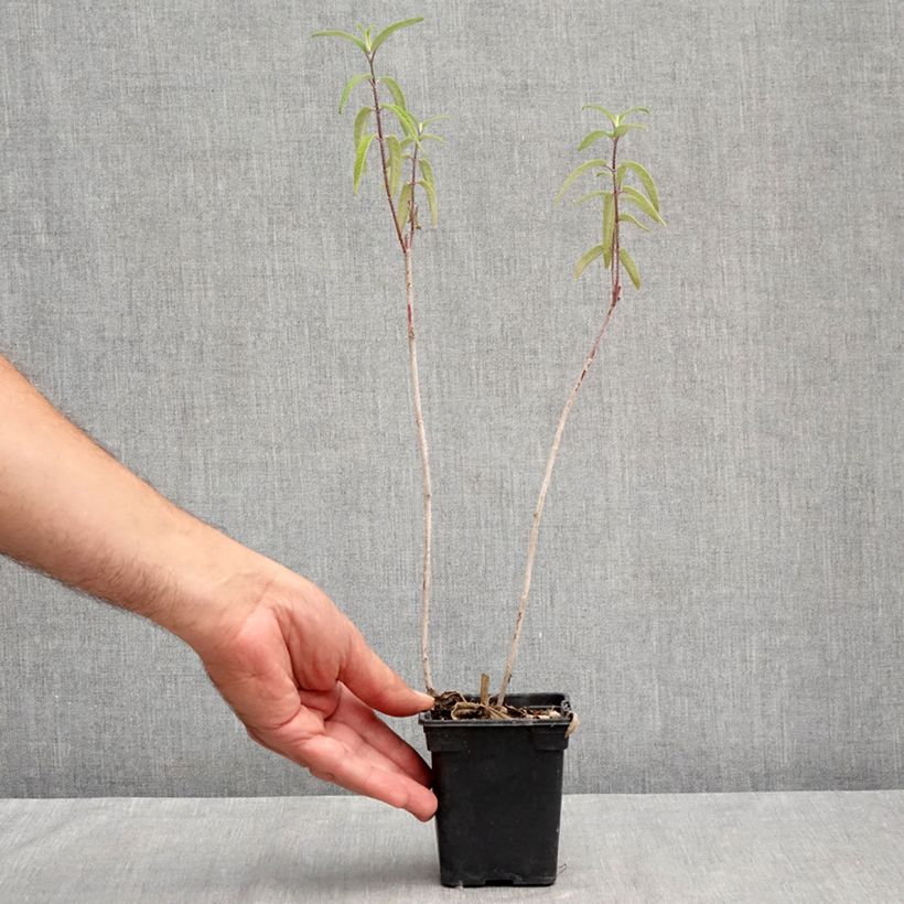Amostra de Sálvia leucantha Vaso de 7/8 cm tal como entregue no verão