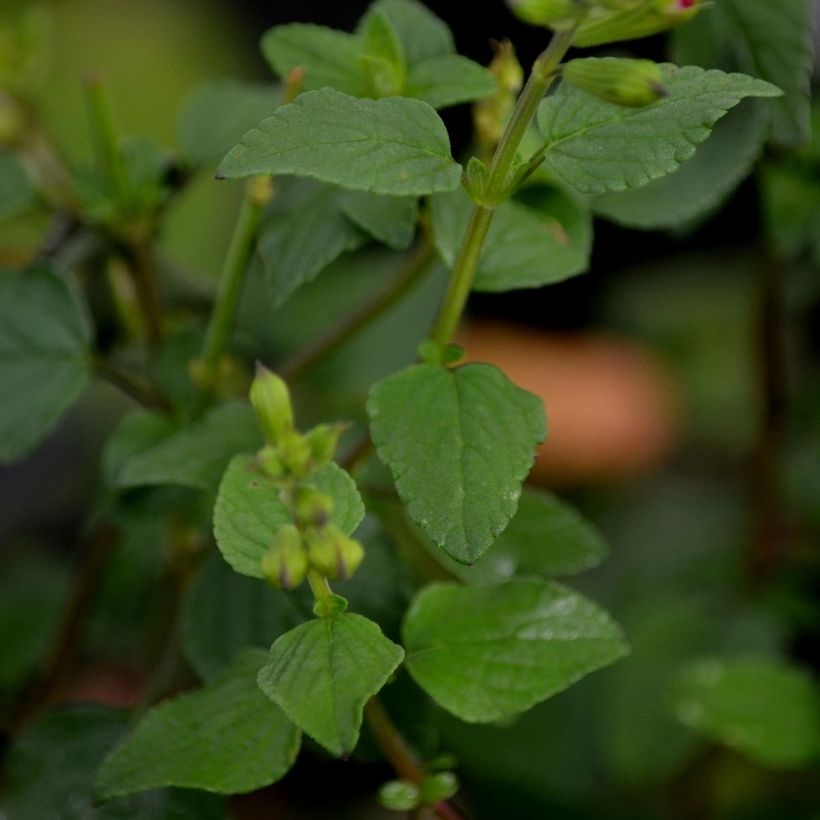 Sálvia microphylla grahamii Hot Lips (Folhagem)