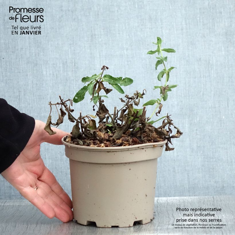 Amostra de Sauge - Salvia nemorosa Amethyst Vaso de 2 L/3 L tal como entregue no inverno