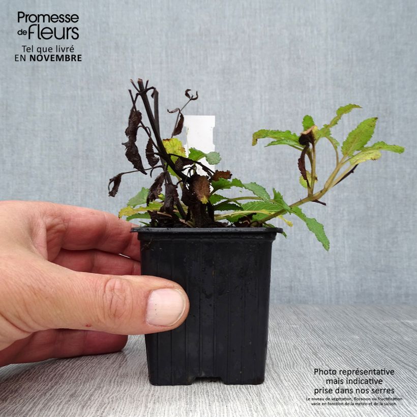 Amostra de Sálvia nemorosa Blauhügel Vaso de 8/9 cm tal como entregue no outono