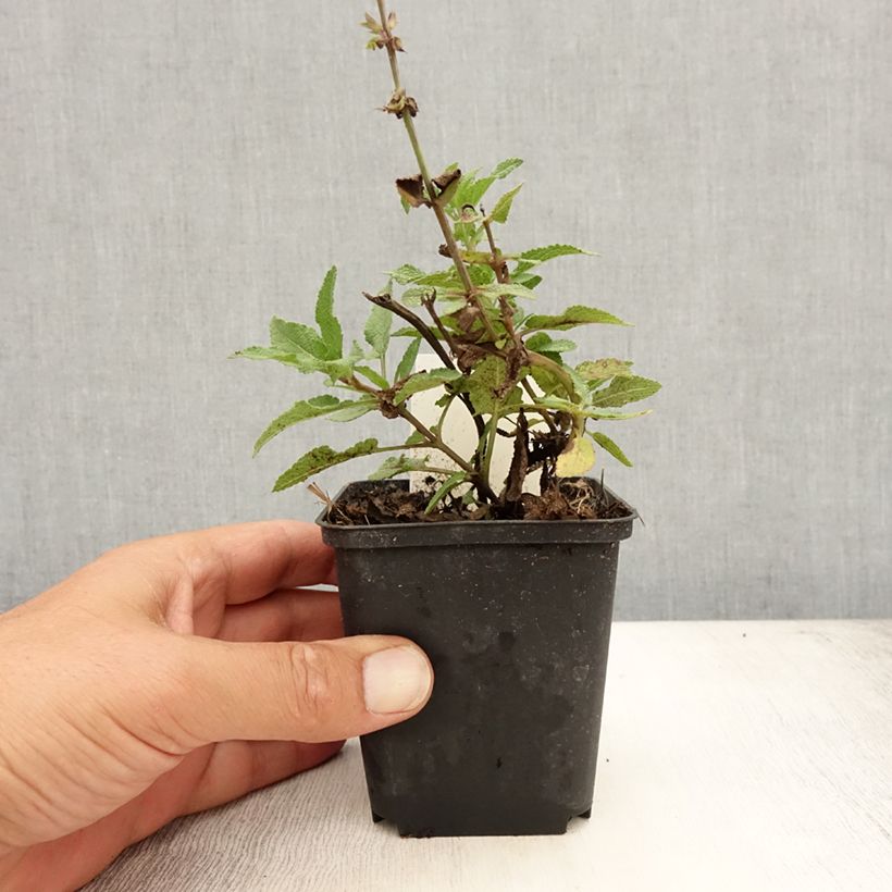 Amostra de Sálvia nemorosa Blauhügel Vaso de 8/9 cm tal como entregue no verão