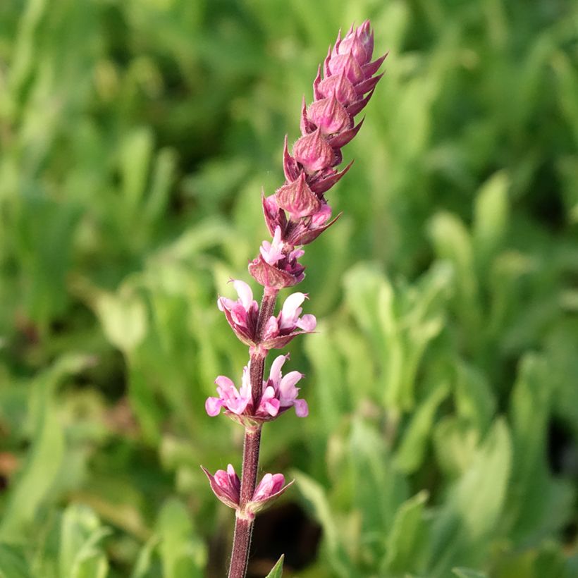 Sálvia nemorosa Caradonna Pink (Floração)