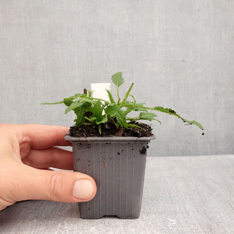 Amostra de Sálvia nemorosa Caradonna Pink Vaso de 8/9 cm tal como entregue no outono