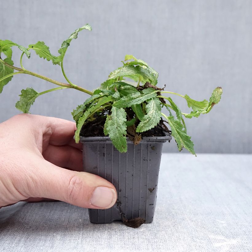 Amostra de Sálvia nemorosa Caradonna Pink Vaso de 8/9 cm tal como entregue no inverno