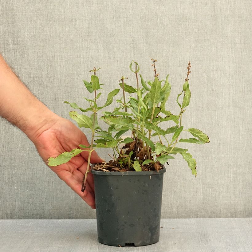 Amostra de Sálvia nemorosa Caradonna Pink Vaso de 2 L/3 L tal como entregue no verão
