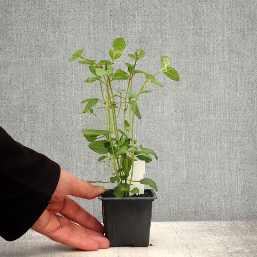 Amostra de Sálvia setulosa Vaso de 8/9 cm tal como entregue na primavera