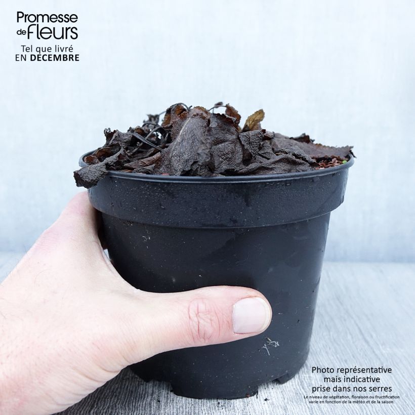 Amostra de Sauge - Salvia sylvestris Rhapsody in Blue Pot de 2L/3L tal como entregue no outono