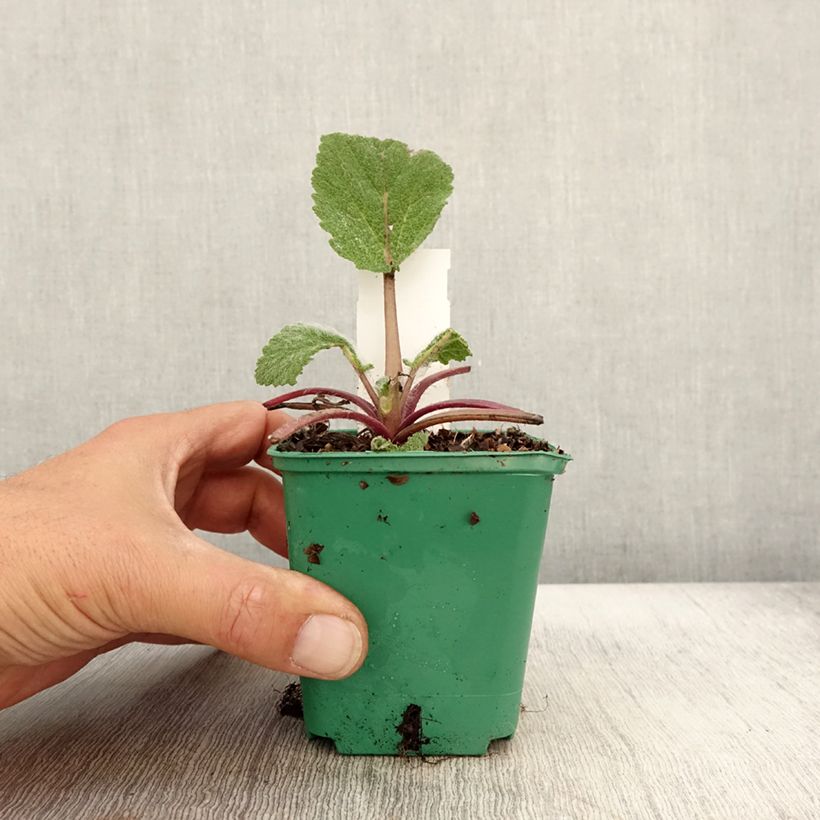 Amostra de Sauge sclarée - Salvia sclarea Godet de 8/9 cm tal como entregue no outono