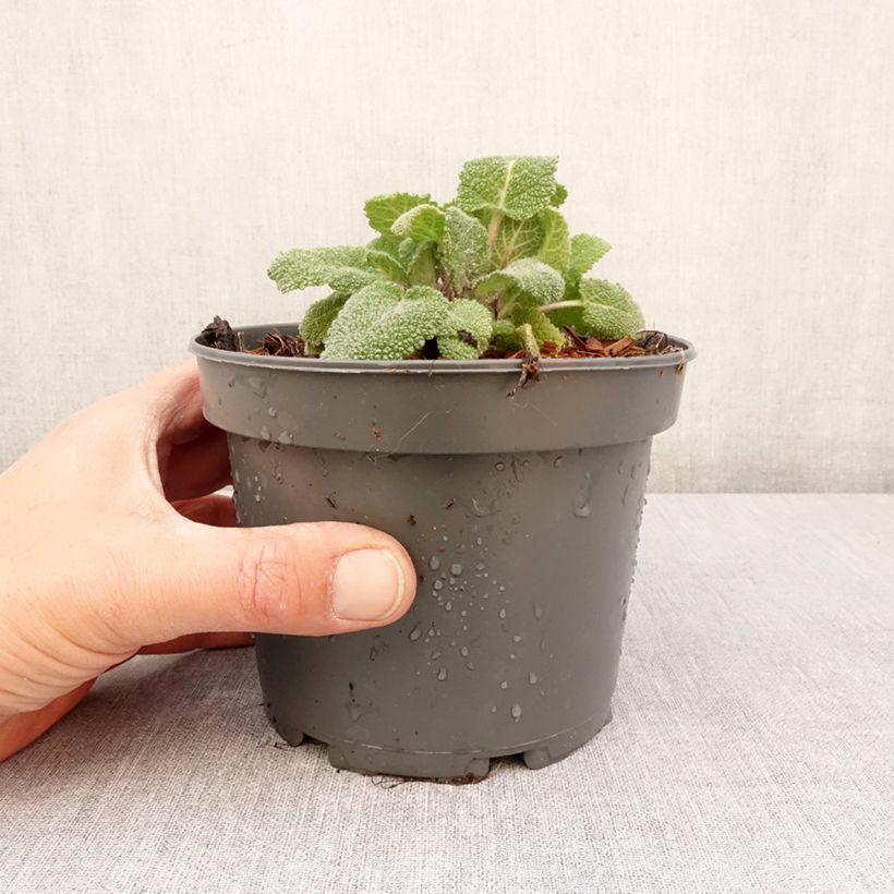 Amostra de Sálvia sclarea - Sálvia-esclareia Vaso de 8/9 cm tal como entregue na primavera