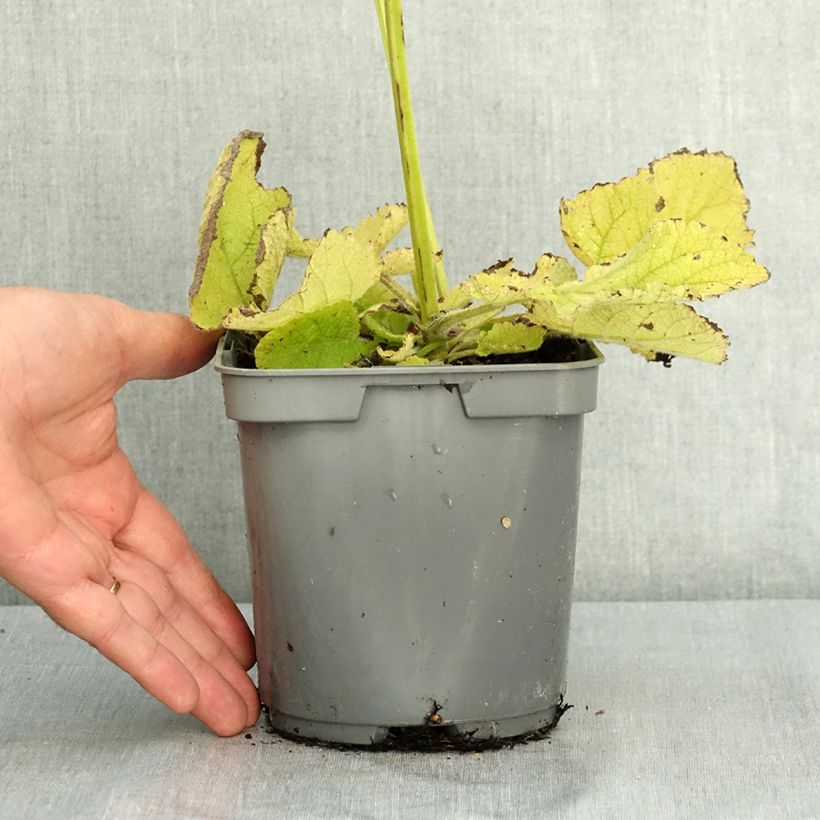 Amostra de Sálvia sclarea - Sálvia-esclareia Vaso de 1,5 L/2 L tal como entregue no verão