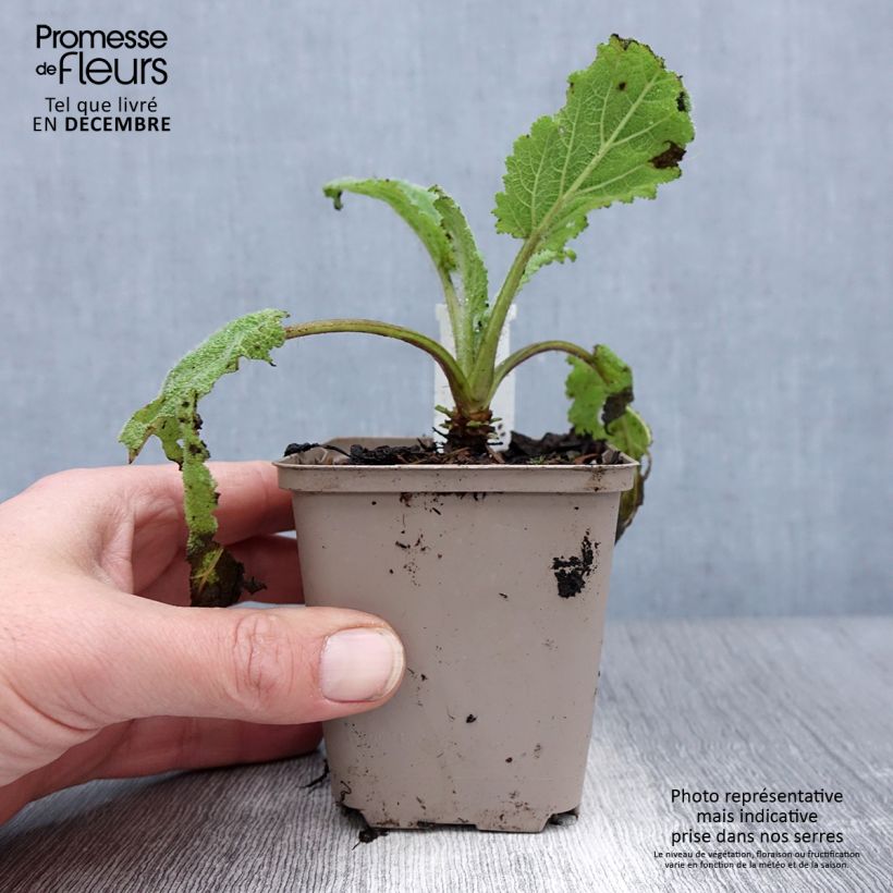 Amostra de Sauge sclarée - Salvia sclarea Vatican White Vaso de 8/9 cm tal como entregue no inverno