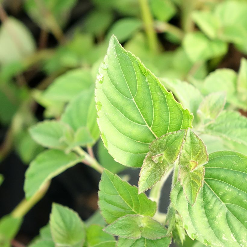 Salva-ananás Tangerine - Salvia elegans (Folhagem)
