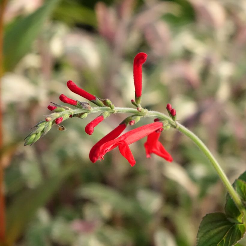 Salva-ananás Tangerine - Salvia elegans (Floração)