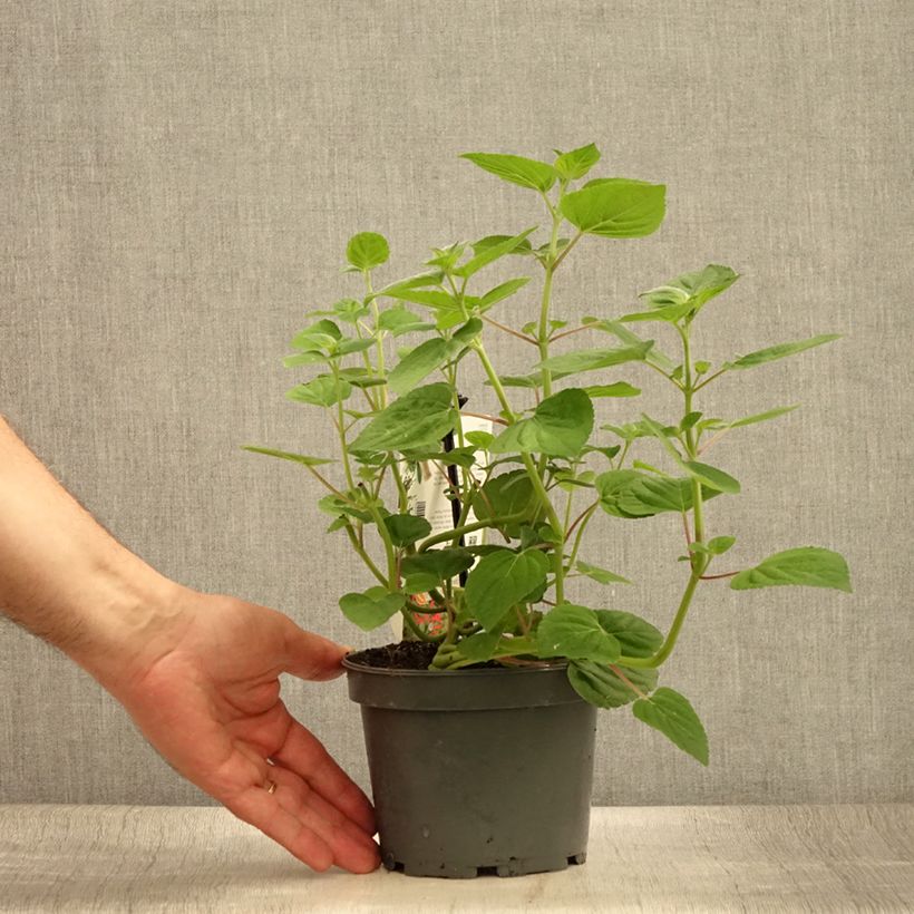 Amostra de Salva-ananás Tangerine - Salvia elegans Vaso de 1,5 L/2 L tal como entregue no verão