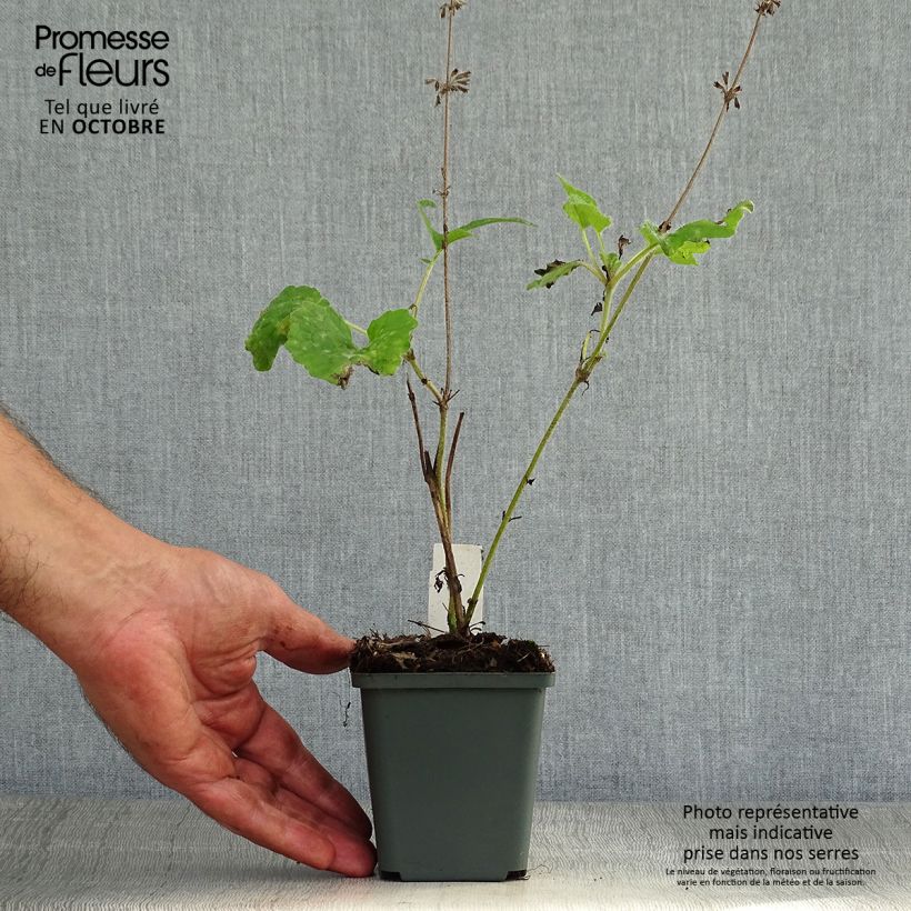 Amostra de Sálvia verticillata Purple Rain Vaso de 8/9 cm tal como entregue no outono