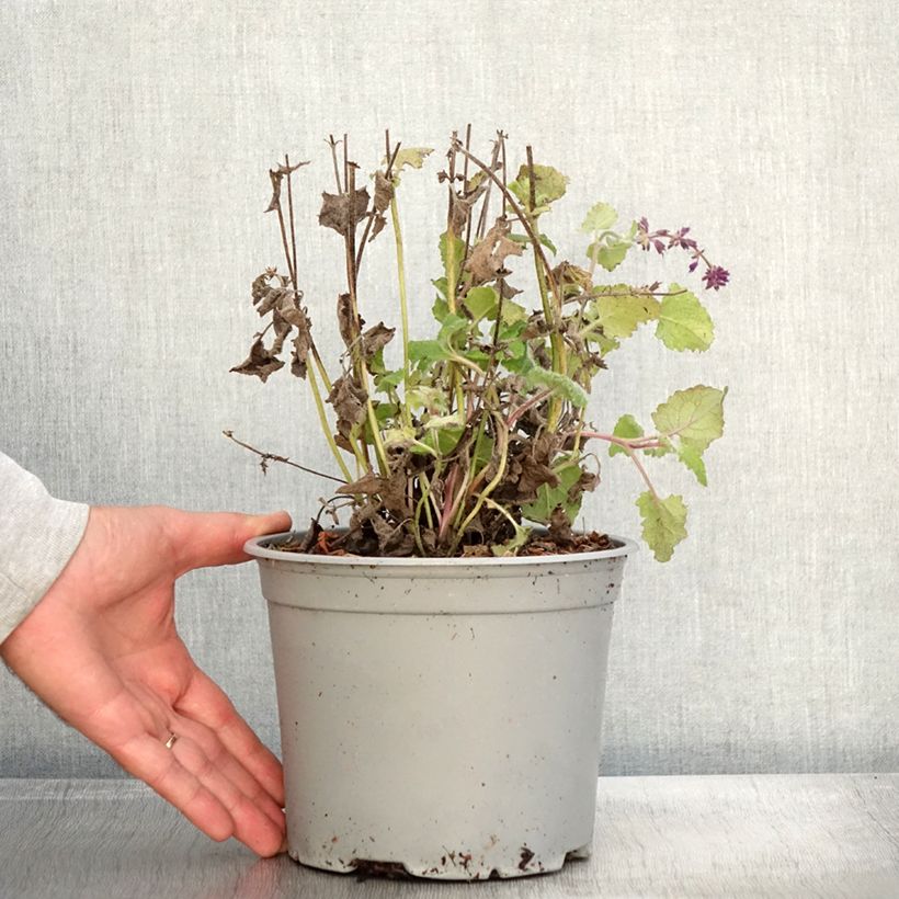 Amostra de Sauge verticillée - Salvia verticillata Purple Rain Pot de 3L/4L tal como entregue no outono