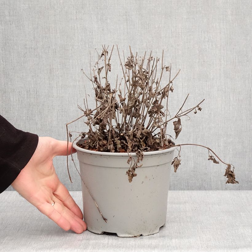 Amostra de Sálvia verticillata Purple Rain Vaso de 3 L/4 L tal como entregue no inverno