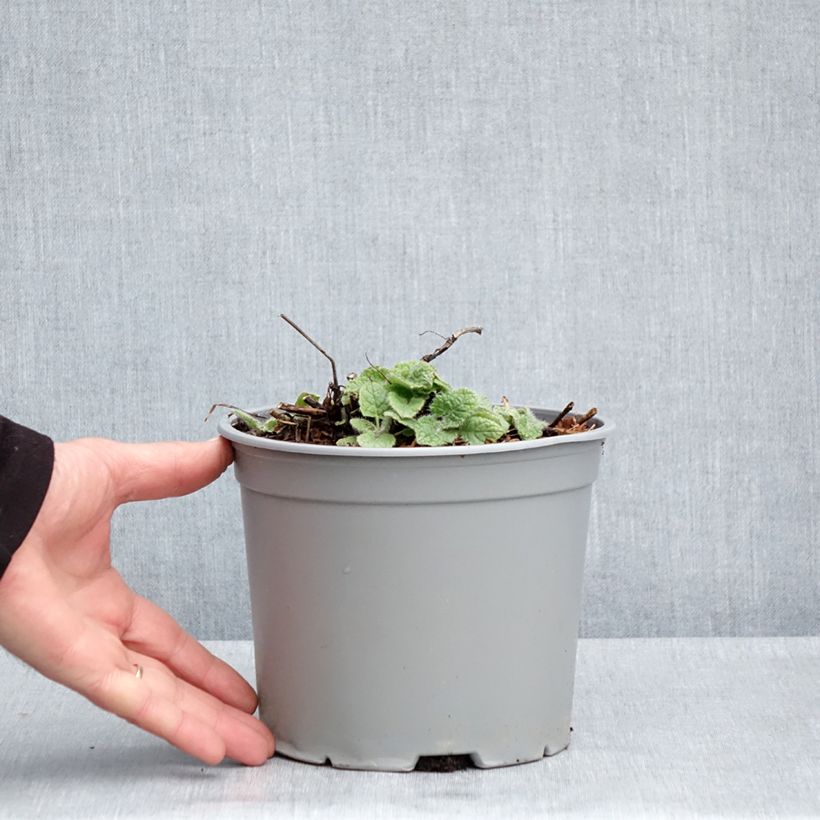 Amostra de Sálvia verticillata Purple Rain Vaso de 3 L/4 L tal como entregue na primavera