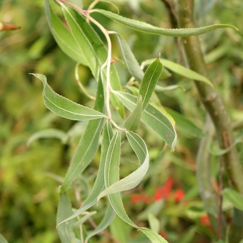 Salgueiro-branco Dart's Snake - Salix alba (Folhagem)