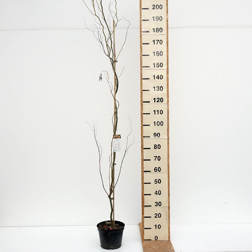 Amostra de Salgueiro-branco Dart's Snake - Salix alba Vaso de 4 L/5 L tal como entregue no outono