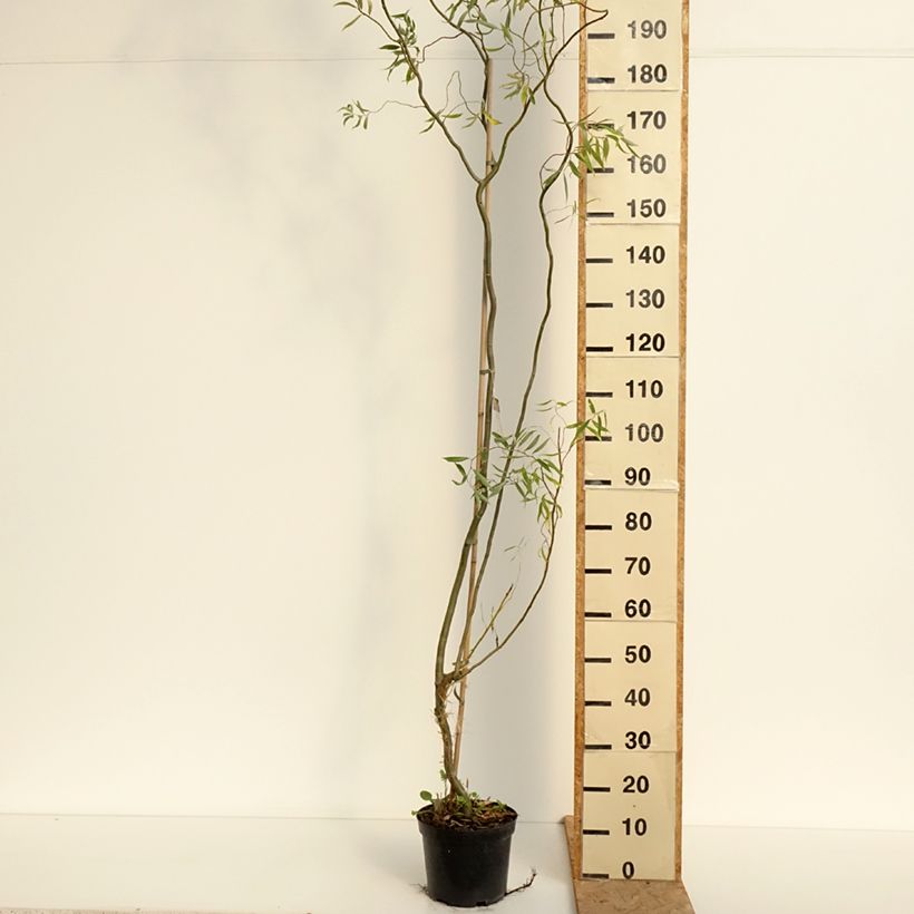 Amostra de Salgueiro-branco Dart's Snake - Salix alba Vaso de 4 L/5 L tal como entregue no verão