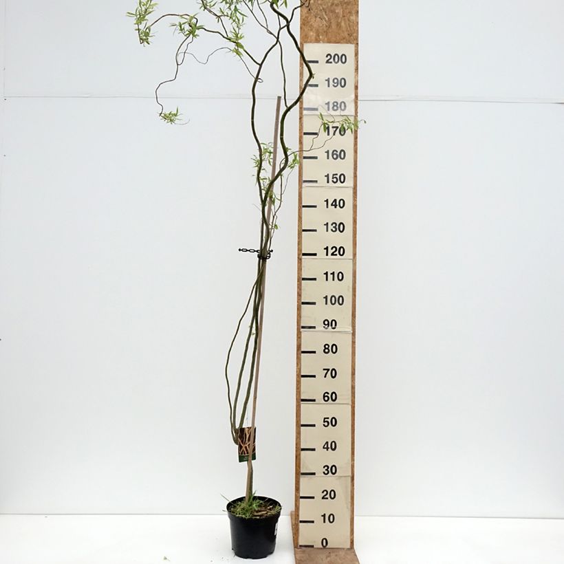 Amostra de Salgueiro-branco Dart's Snake - Salix alba Vaso de 4 L/5 L tal como entregue na primavera