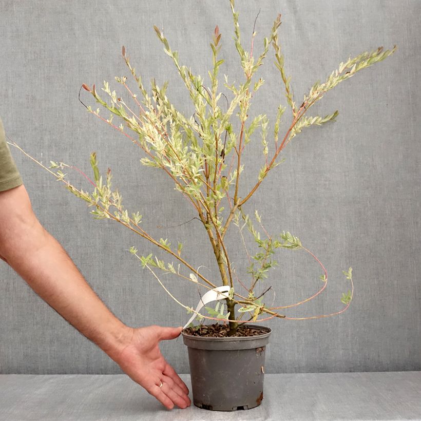 Amostra de Salgueiro do Japão Flamingo - Salix integra Vaso de 2 L/3 L tal como entregue no verão