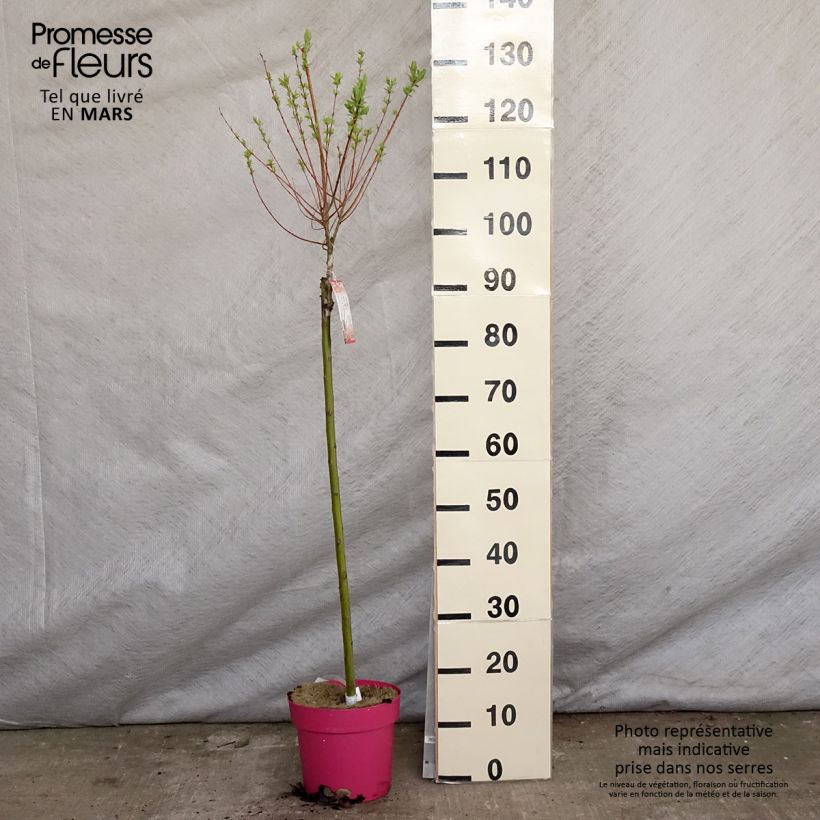 Amostra de Salgueiro do Japão Flamingo - Salix integra Vaso de 4 L/5 L tal como entregue na primavera