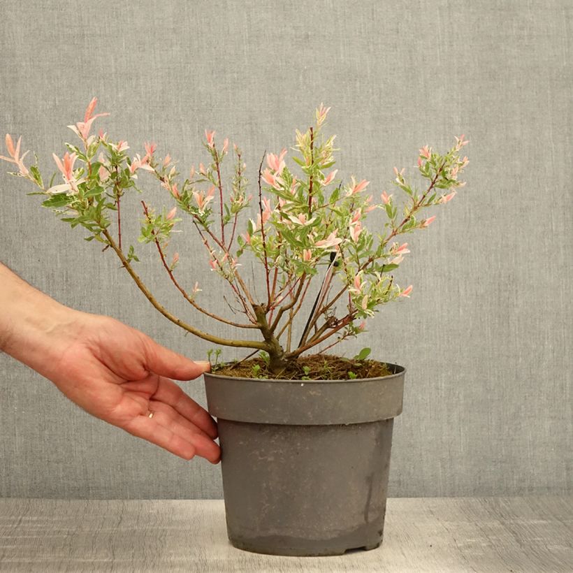 Amostra de Salgueiro do Japão Flamingo - Salix integra Vaso de 2 L/3 L tal como entregue na primavera