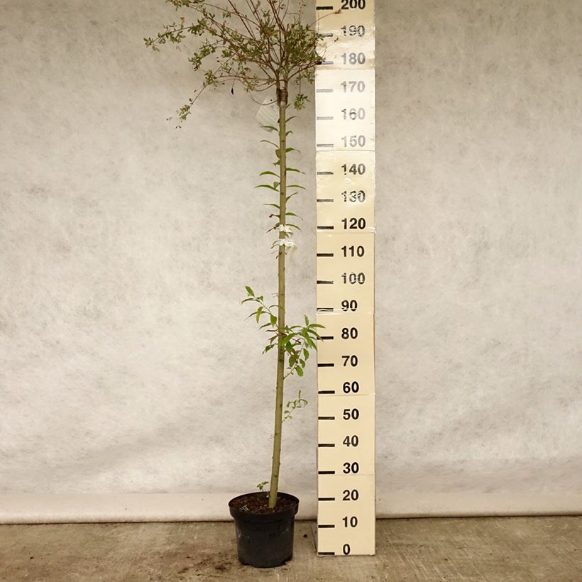 Amostra de Salgueiro do Japão Hakuro Nishiki - Salix integra Vaso de 7,5 L/10 L, Haste tal como entregue no verão