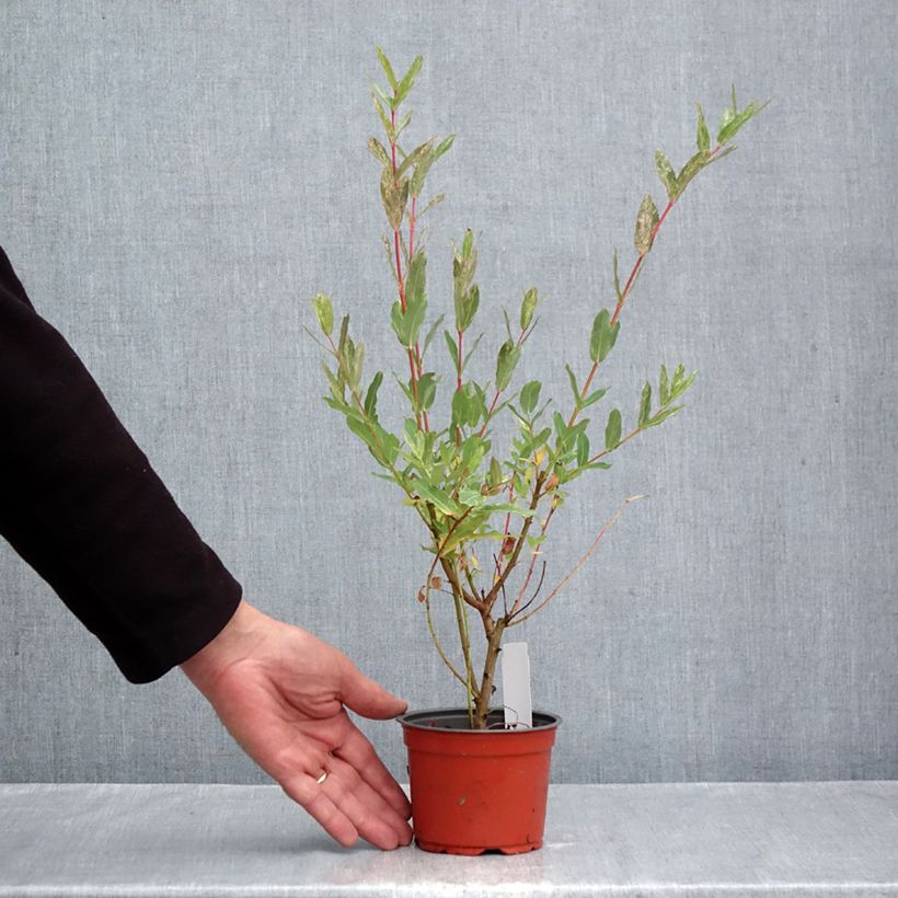 Amostra de Salgueiro do Japão Hakuro Nishiki - Salix integra Vaso de 10 cm/11 cm tal como entregue no outono