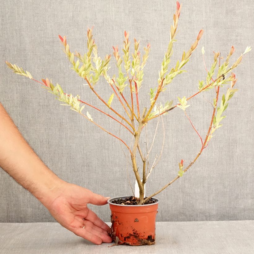 Amostra de Salgueiro do Japão Hakuro Nishiki - Salix integra Vaso de 10 cm/11 cm tal como entregue no verão