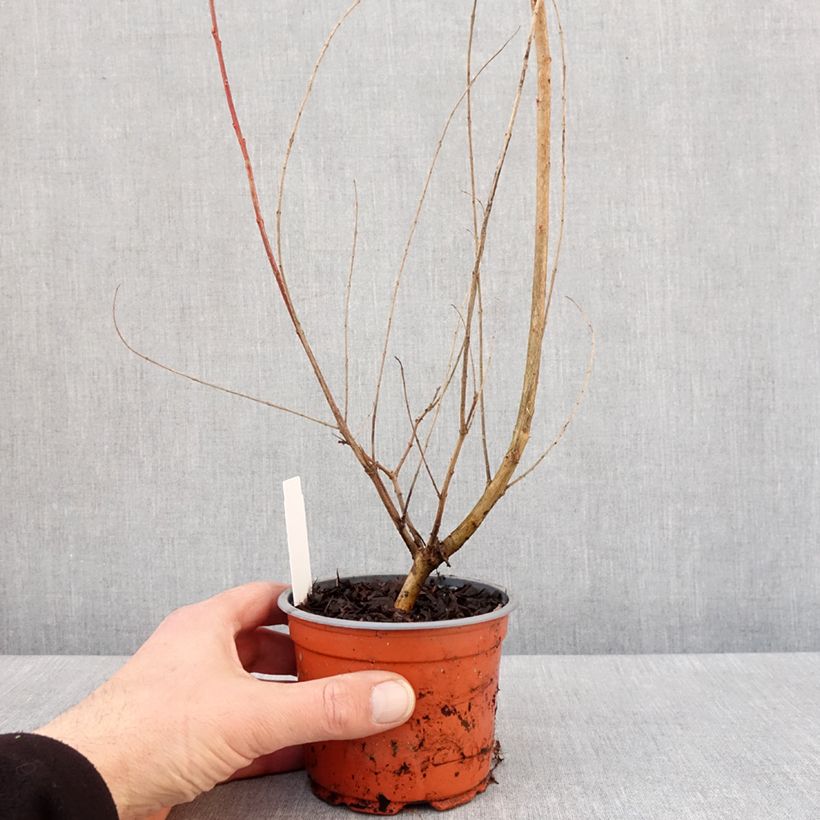 Amostra de Saule crevette - Salix integra Hakuro Nishiki Vaso de 10 cm/11 cm tal como entregue no inverno