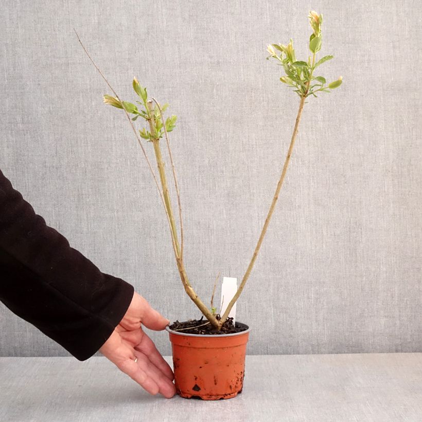Amostra de Salgueiro do Japão Hakuro Nishiki - Salix integra Vaso de 10 cm/11 cm tal como entregue na primavera