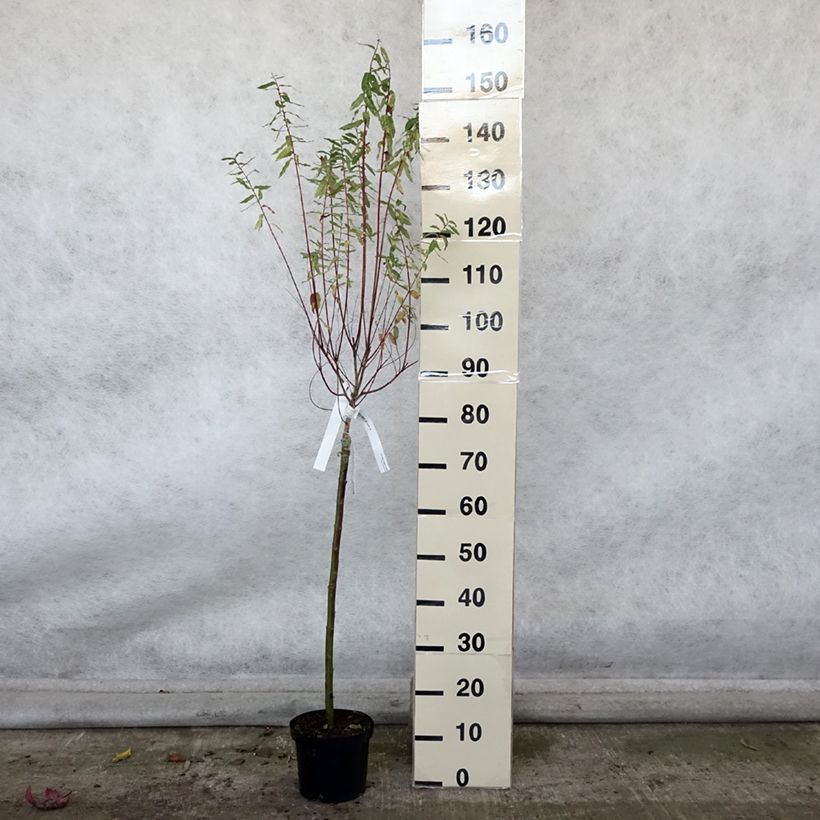 Amostra de Salgueiro do Japão Hakuro Nishiki - Salix integra Vaso de 2 L/3 L, Haste tal como entregue no outono