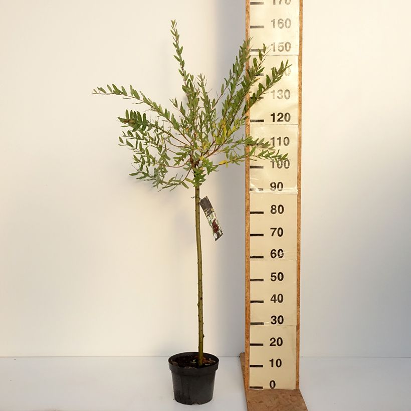 Amostra de Salgueiro do Japão Hakuro Nishiki - Salix integra Vaso de 4 L/5 L, Haste tal como entregue no outono