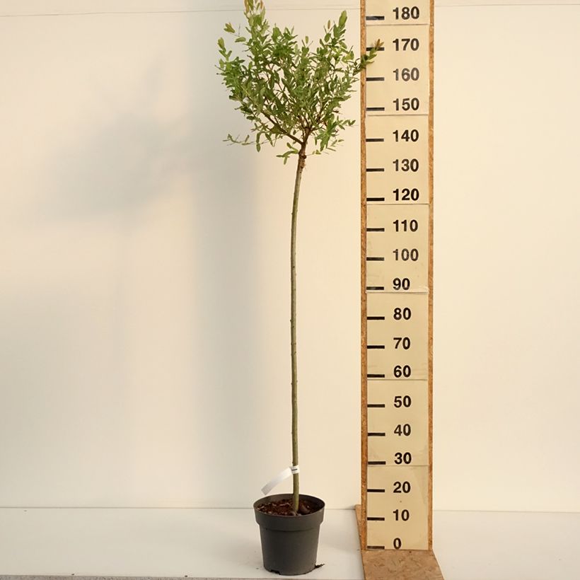 Amostra de Salgueiro do Japão Hakuro Nishiki - Salix integra Vaso de 4 L/5 L, Haste tal como entregue no verão
