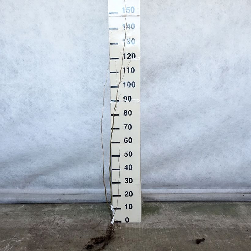 Amostra de Salix matsudana Tortuosa - Salgueiro-tortuoso Raízes nuas tal como entregue no inverno