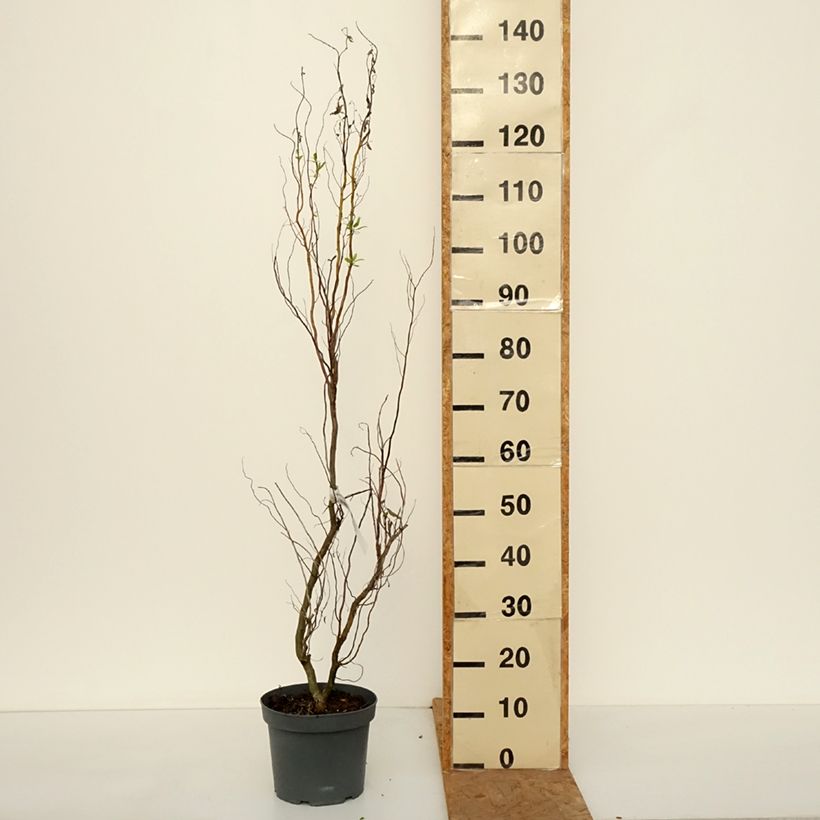Amostra de Salix matsudana Tortuosa - Salgueiro-tortuoso Vaso de 2 L/3 L tal como entregue no outono