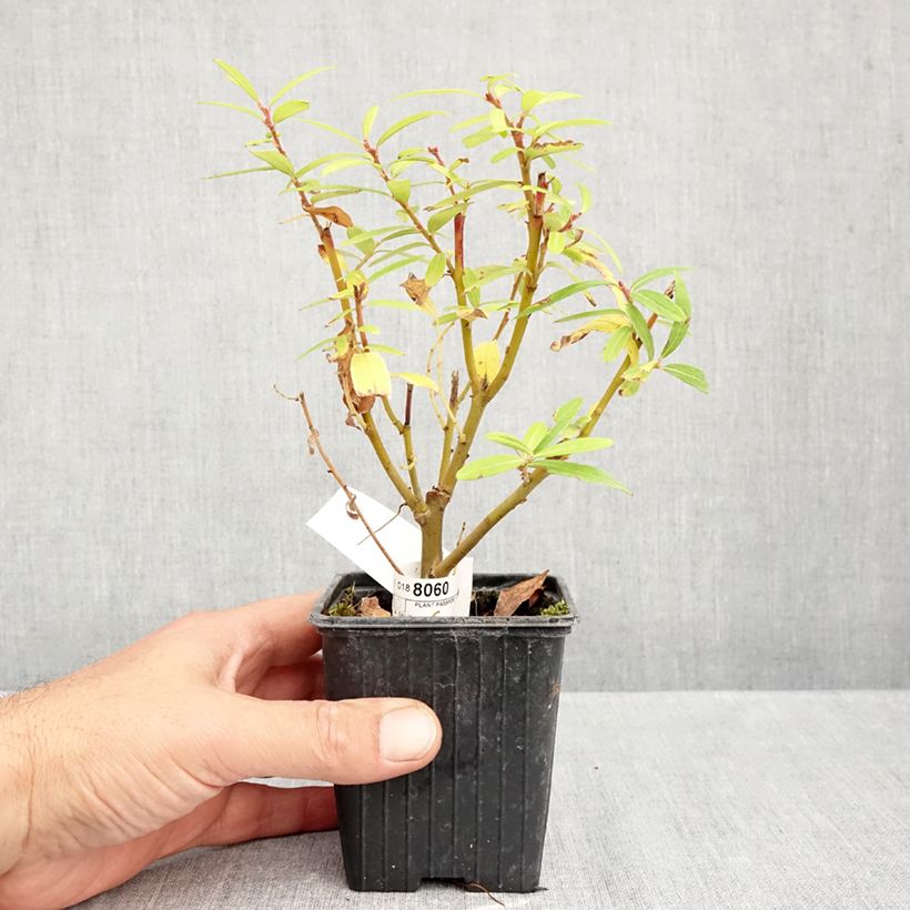 Amostra de Salix sachalinensis Golden Sunshine - Salgueiro Vaso de 8/9 cm tal como entregue no outono