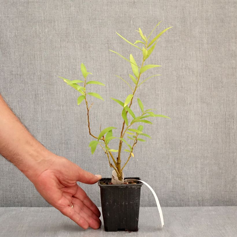 Amostra de Salix sachalinensis Golden Sunshine - Salgueiro Vaso de 8/9 cm tal como entregue no verão