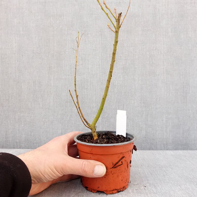 Amostra de Saule doré -  Salix sachalinensis Golden Sunshine Vaso de 8/9 cm tal como entregue no inverno