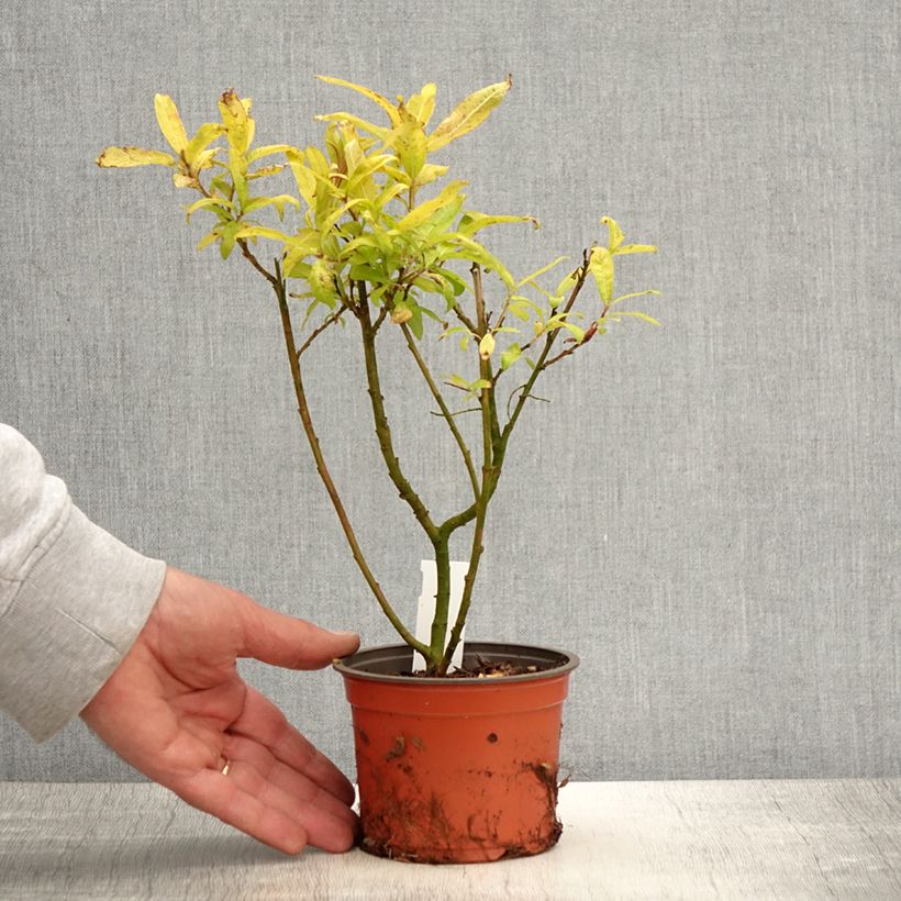 Amostra de Salix sachalinensis Golden Sunshine - Salgueiro Vaso de 8/9 cm tal como entregue na primavera